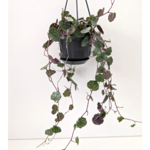 Senecio mikanioides-starzec