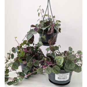 Senecio mikanioides-starzec