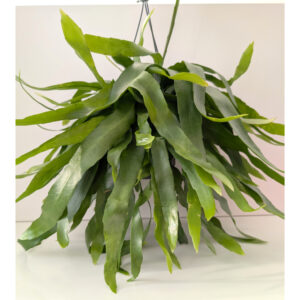 Epiphyllum Pumilum