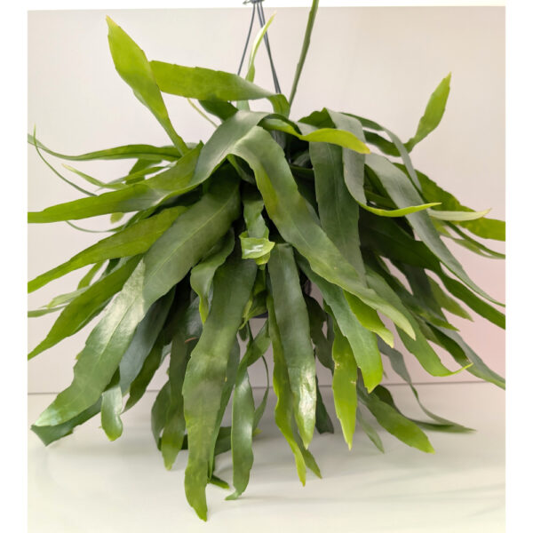 Epiphyllum Pumilum Epiphyllum Pumilum
