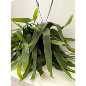 Epiphyllum Pumilum