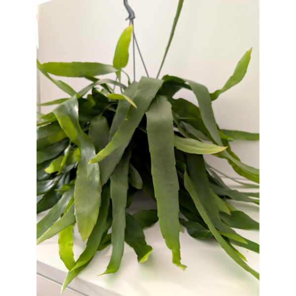 Epiphyllum Pumilum