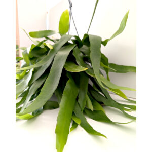 Epiphyllum Pumilum