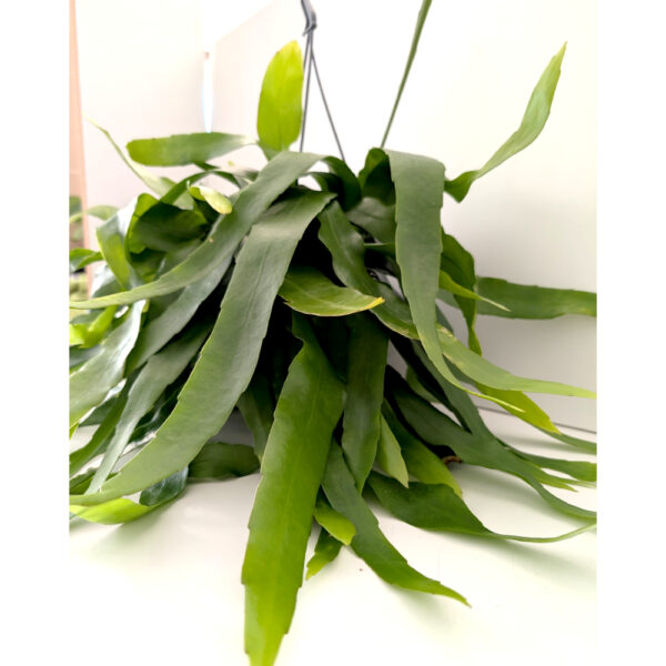 Epiphyllum Pumilum