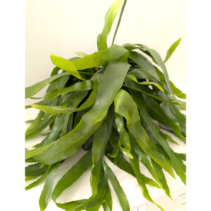 Epiphyllum Pumilum
