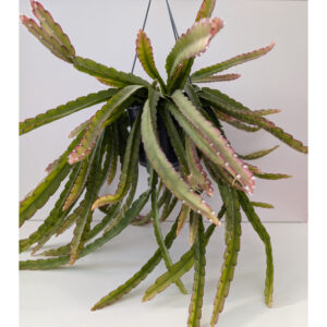 Lepismium cruciforme Red Tip