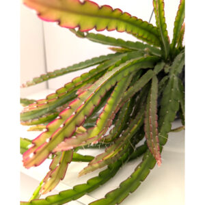Lepismium cruciforme Red Tip