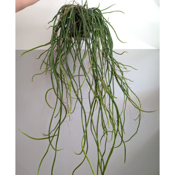 Selenicereus grandiflorus Królowa Jednej Nocy Selenicereus grandiflorus Królowa Jednej Nocy