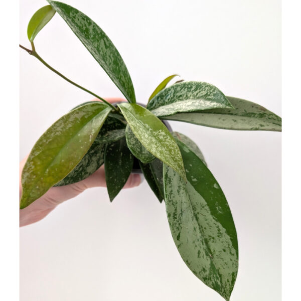 Hoya Silver Spot