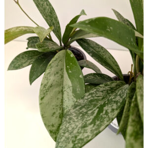 Hoya Silver Spot