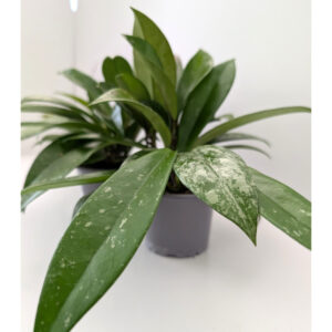 Hoya Silver Spot