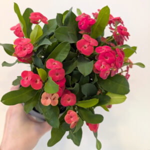 Euphorbia milli Olympia-różowa