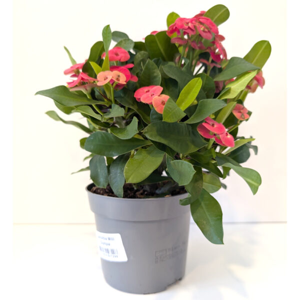 Euphorbia milli Olympia-różowa