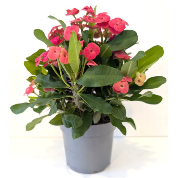 Euphorbia milli Olympia-różowa