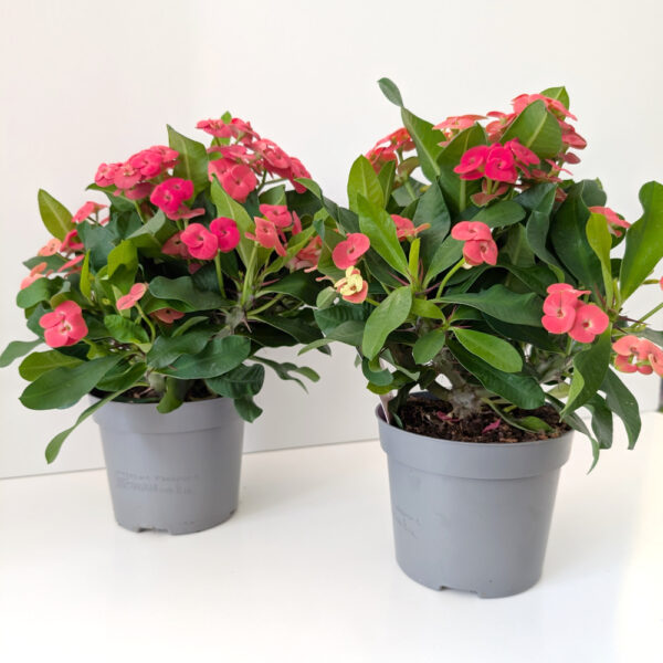 Euphorbia milli Olympia-różowa Euphorbia milli Olympia-różowa