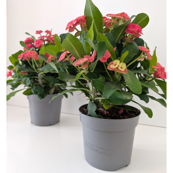 Euphorbia milli Olympia-różowa