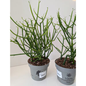 Wilczomlecz palczasty (Euphorbia tirucalli)