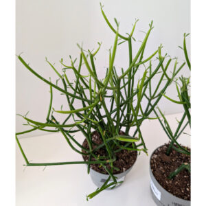 Wilczomlecz palczasty (Euphorbia tirucalli)