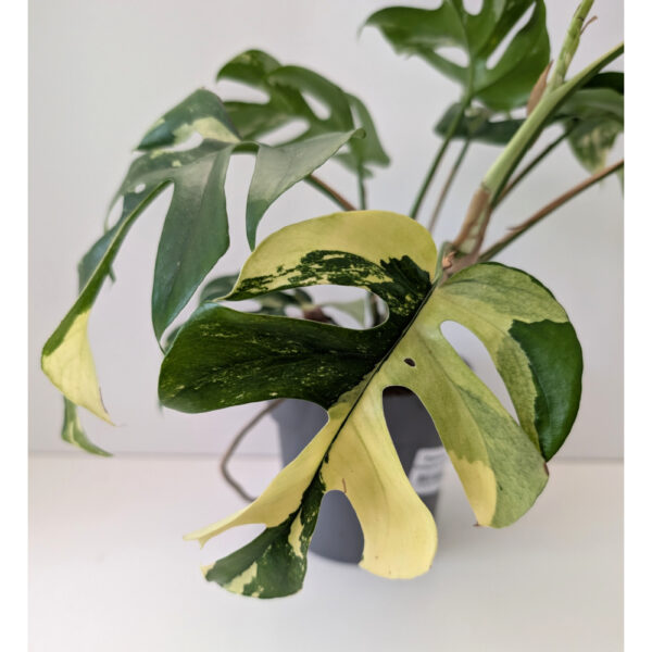 Rhaphidophora Tetrasperma variegata Rhaphidophora Tetrasperma variegata