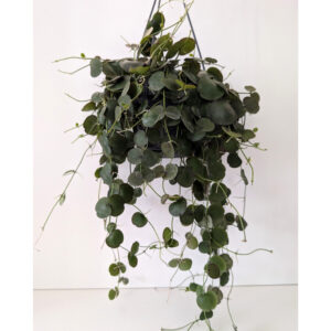 Dischidia platyphylla