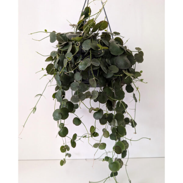 Dischidia platyphylla Dischidia platyphylla