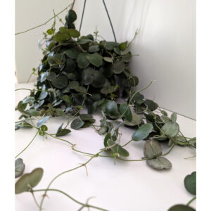 Dischidia platyphylla