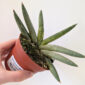 Sansevieria Boncel variegata