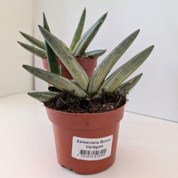 Sansevieria Boncel variegata Sansevieria Boncel variegata