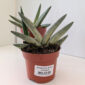 Sansevieria Boncel variegata