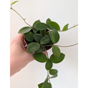 Hoya Chouke