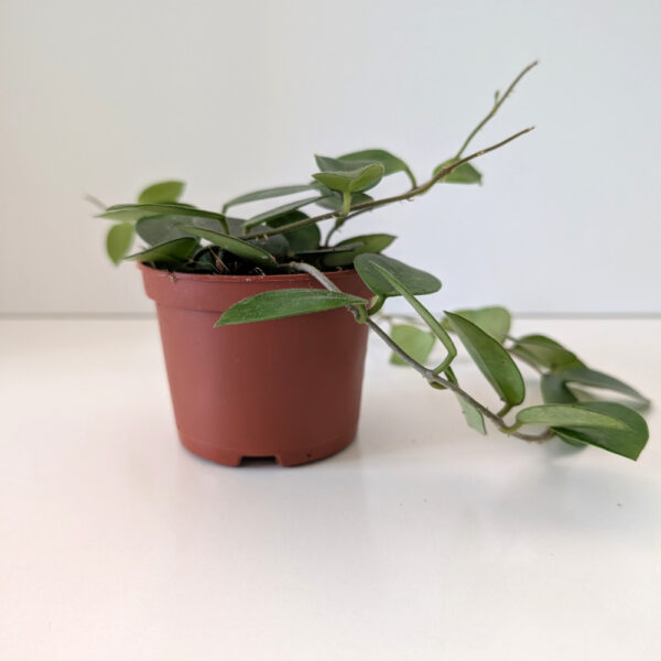 Hoya Chouke