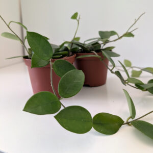 Hoya Chouke