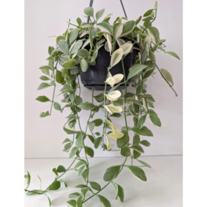 Dischidia Oiantha variegata