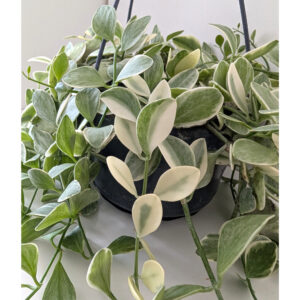 Dischidia Oiantha variegata