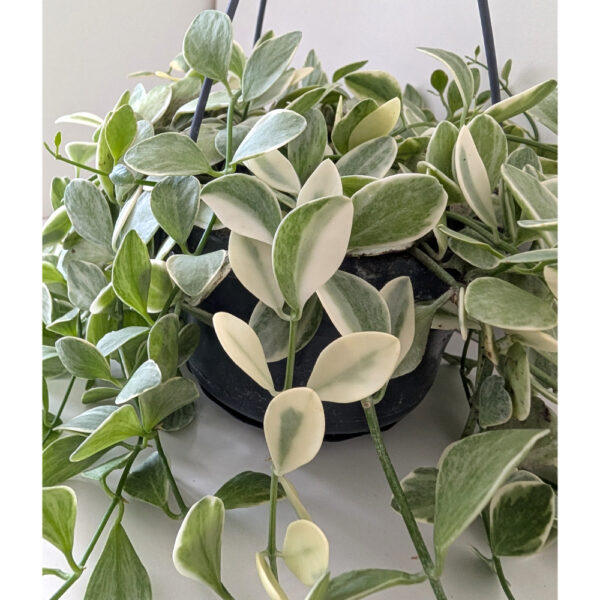Dischidia Oiantha variegata Dischidia Oiantha variegata