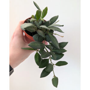 Hoya Burtoniae