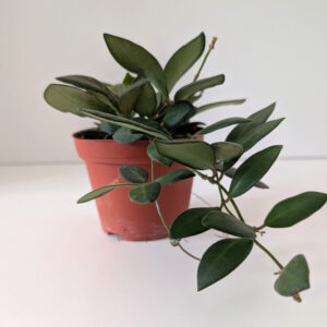 Hoya Burtoniae
