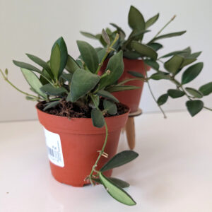 Hoya Burtoniae
