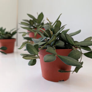Hoya Burtoniae