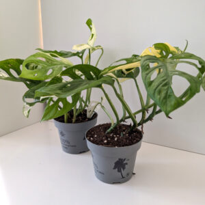 Monstera Obliqua variegata