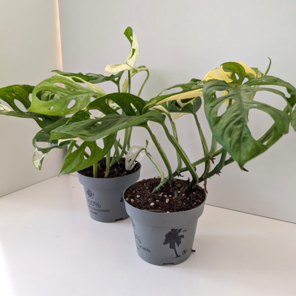 Monstera Obliqua variegata