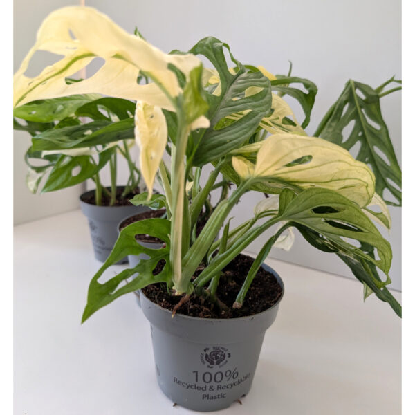 Monstera Obliqua variegata Monstera Obliqua variegata