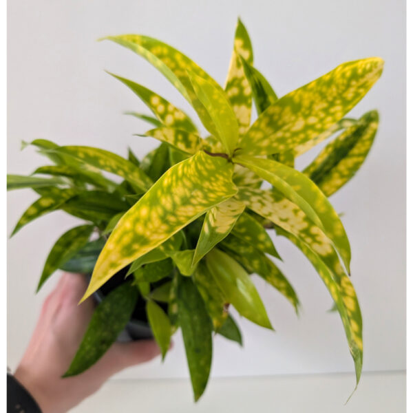 Dracaena Mike - dracena