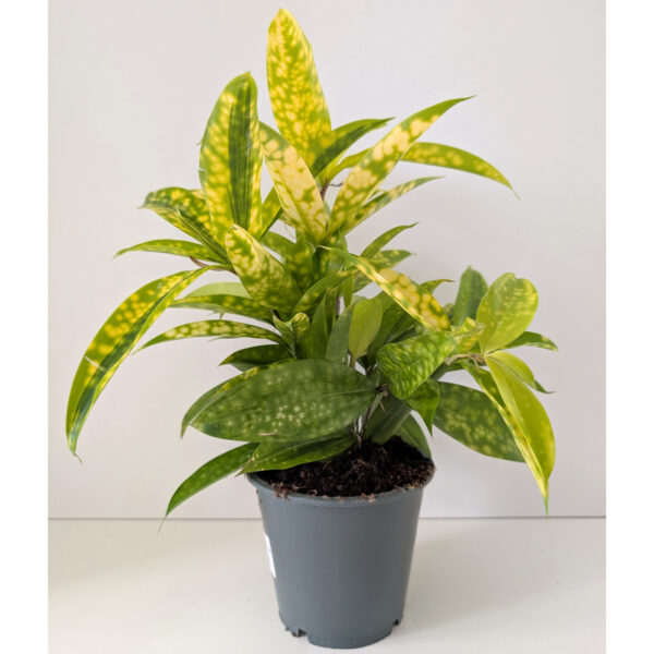 Dracaena Mike - dracena Dracaena Mike - dracena