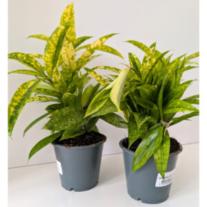Dracaena Mike - dracena