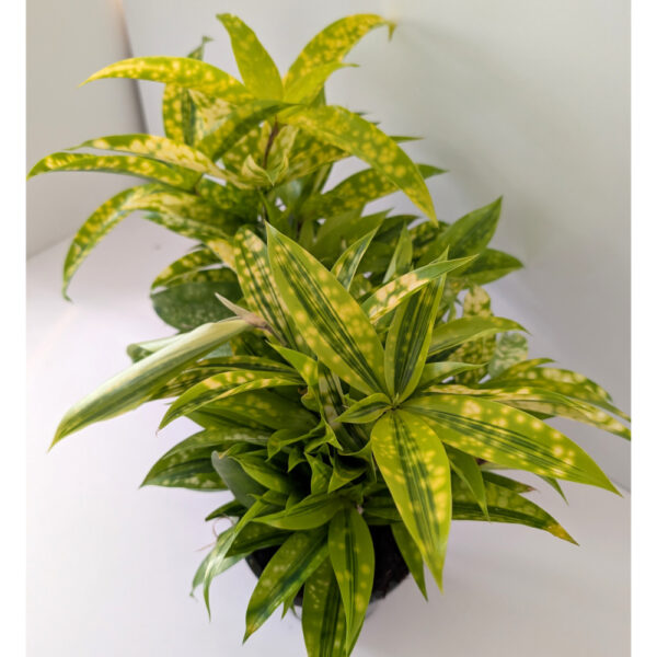 Dracaena Mike - dracena