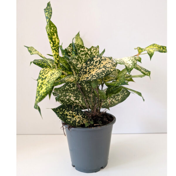 Dracaena Florida Beauty - dracena Dracaena Florida Beauty - dracena