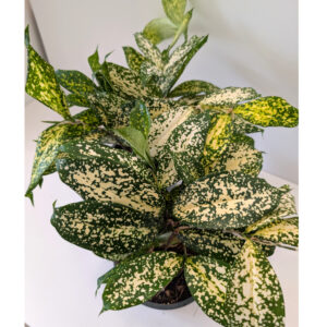 Dracaena Florida Beauty - dracena