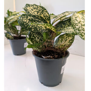 Dracaena Florida Beauty - dracena
