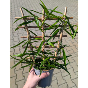 Hoya Longifolia Ø12cm.